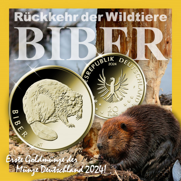 2024-Biber-Gold